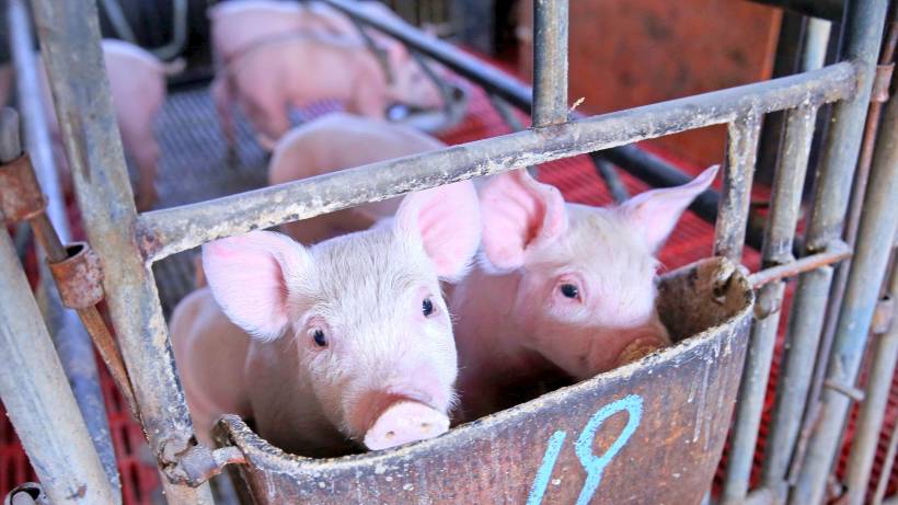 Animal Welfare Animal Welfare